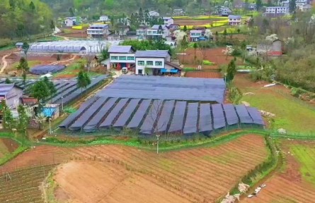 四川達州萬源市：大力發(fā)展中藥材 抓好鄉(xiāng)村振興“藥引子”