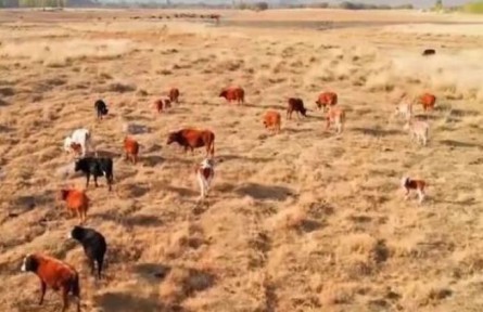 新疆巴州：天蒼蒼，野茫茫，風(fēng)吹草低見牛羊