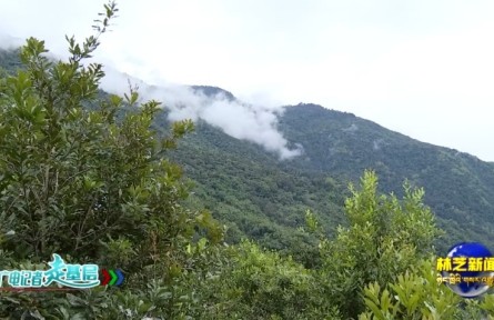 西藏墨脫縣江新村：熱帶水果種植讓庭院“方寸地”變?cè)鍪铡熬蹖毰琛?></a></td>
<td align=