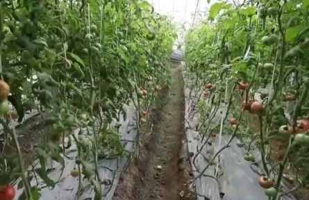 山東昌樂：發(fā)展特色農(nóng)業(yè) 火山農(nóng)業(yè)帶動農(nóng)民增收致富