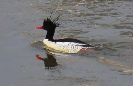 “國寶”又回來啦！珍稀鳥類中華秋沙鴨再次現(xiàn)身河南洛陽越冬