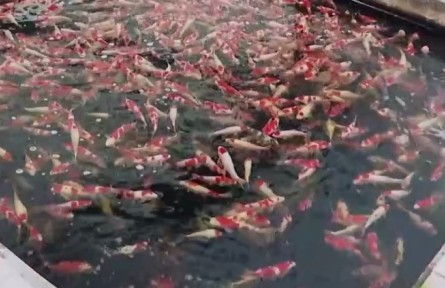 山東高唐：錦鯉“游”出大產(chǎn)業(yè)