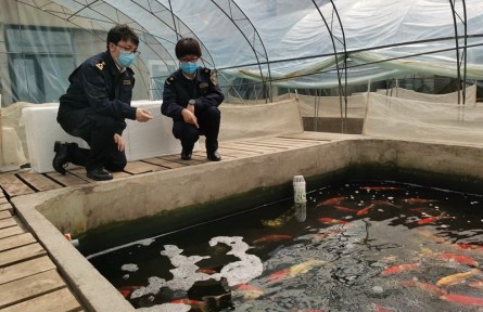 海關(guān)科普：觀賞水生動物如何進(jìn)境？