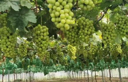 山東濟(jì)寧曲阜市：黨建領(lǐng)航鄉(xiāng)村振興路