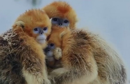 金絲猴——冰雪無法改變愛的溫度