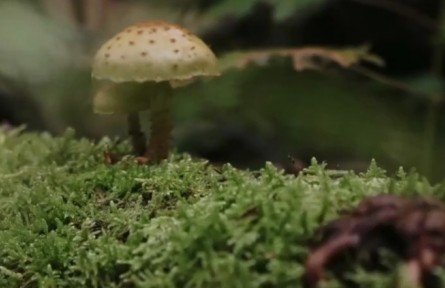 用微觀的眼睛看 森林是一個童話王國