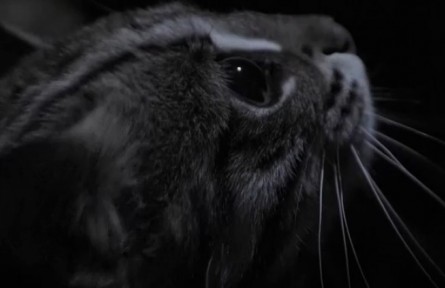 月圓之夜 豹貓捕食卻一無所獲