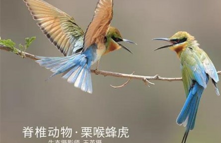 物種故事 | 栗喉蜂虎：專吃蜂類的“老虎”