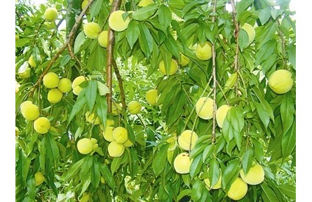 物種故事 | 菁香桃：灼灼其華耀南國