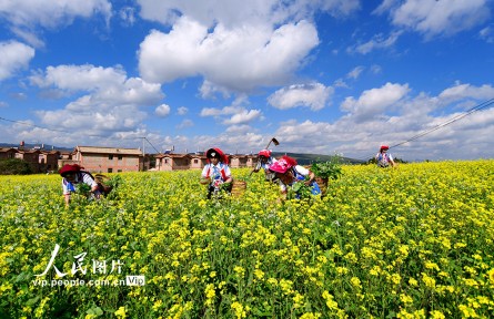 云南彌勒：油菜花田農(nóng)事忙