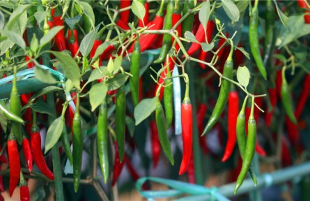 “穩(wěn)中求進(jìn)”看經(jīng)濟：辣椒育出中國“椒”傲