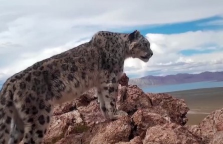 西藏：那曲市11個縣區(qū)均有雪豹分布