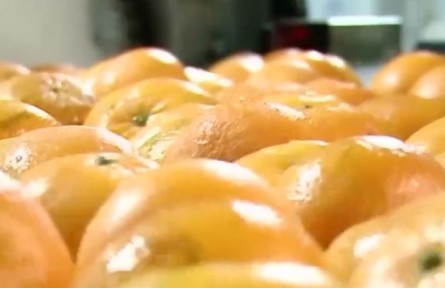 廣西百色：沃柑產(chǎn)地直銷 助力鄉(xiāng)村振興