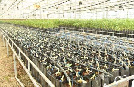 四川樂山井研：念好“復合”經(jīng) 不斷擦亮“中國橘鄉(xiāng)”品牌