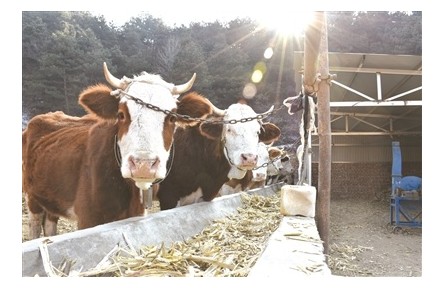 山西陽(yáng)泉：牽起“牛鼻子” 奔向“牛日子”