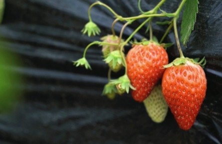 陜西華陰南洞新村：草莓新鮮上市 歡迎選購