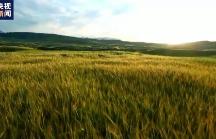 2021年新疆棉花質(zhì)量效益雙提升 總產(chǎn)量占全國近九成