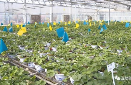青海互助：高原草莓種植帶動農(nóng)民增收致富