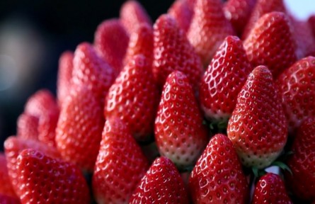 山東濟(jì)南歷城區(qū)：“泉水草莓”區(qū)域公用品牌發(fā)布