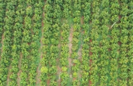 云南開遠(yuǎn)阿得邑村：破解群眾增收難 鄉(xiāng)村振興按下“快捷鍵”