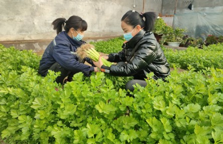 內(nèi)蒙古烏海團結(jié)新村：田間尋年味 特色農(nóng)產(chǎn)品直供春節(jié)餐桌