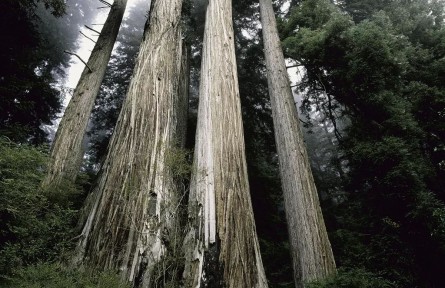物種故事 | 水杉：我是曾與恐龍一同生活的植物“活化石”