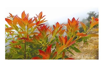 物種故事 | 木荷：我是“木上荷花”，也是生物防火衛(wèi)士