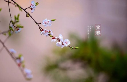 立春，春到人間草木知