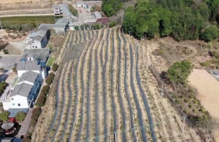 廣東河源禮洞村：發(fā)展現(xiàn)代特色農(nóng)業(yè) 助力鄉(xiāng)村振興