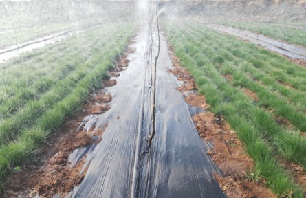 鼠茅草問(wèn)答丨春季天氣變暖，鼠茅草什么時(shí)間澆水？