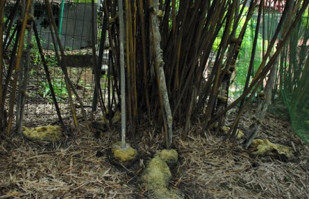 物種故事 | 竹花菌：竹蚜蟲培養(yǎng)出來的美味食用菌