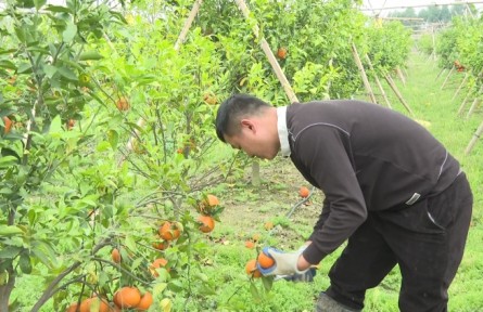 廣東揭陽鐘曉賢：種出柑果飄香 帶動農(nóng)民致富