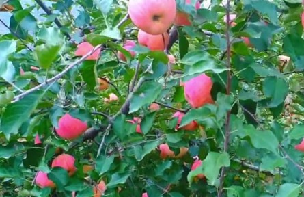 山東濰坊臨朐縣：探索組織振興“一網(wǎng)共治兩級聯(lián)驗”機制 推動鄉(xiāng)村全面振興