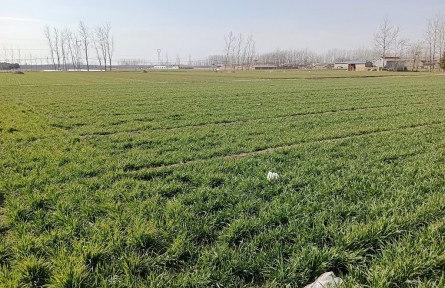 山東省成武縣孫寺鎮(zhèn)千余畝撂荒地“復(fù)耕還糧”