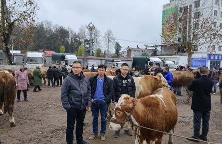 基層干部代祥飛：“一個猛子”扎進養(yǎng)牛產(chǎn)業(yè)