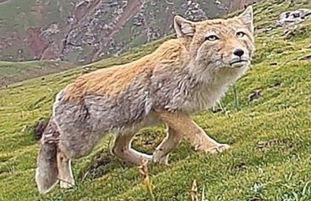 西藏自治區(qū)拉薩市開展生物多樣性調(diào)查，初步新發(fā)現(xiàn)動(dòng)物80種