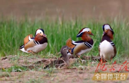 鴛鴦小知識(shí)：怎么分辨雌雄，在哪棲息，以何為食