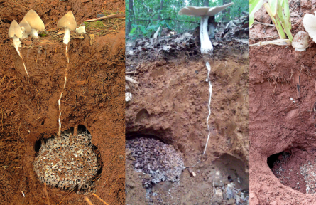 物種故事 | 雞樅菌：我是白蟻培養(yǎng)的美味食用菌