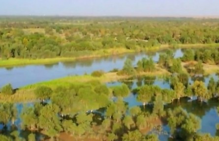 新疆塔里木河流域682萬畝胡楊林恢復(fù)生機