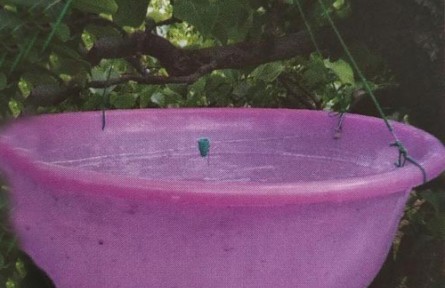 梨小食心蟲監(jiān)測方法-物理監(jiān)測法