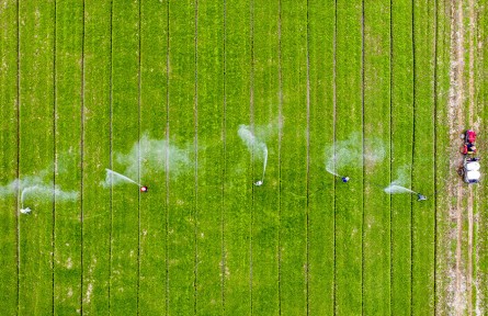 安徽廬江：人勤春來(lái)早 小麥田管忙