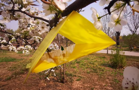 梨小食心蟲監(jiān)測方法-三角屋誘捕器監(jiān)測法