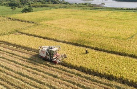 海南三亞：加快建設(shè)國家野生稻種質(zhì)資源圃