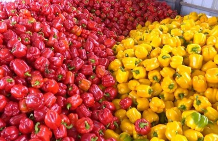 河北張家口：“崇禮彩椒”地理標(biāo)志證明商標(biāo)核準(zhǔn)注冊(cè)