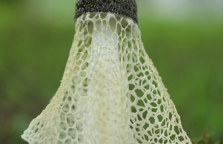 物種故事 | 海棠竹蓀：毒性未知，臭到懷疑人生！