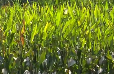 海南南繁：春耕育種忙 種業(yè)科技創(chuàng)新發(fā)展再提速