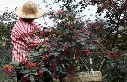 【奮進(jìn)新征程 建功新時(shí)代】甘肅：貫徹綠色發(fā)展理念 助力鄉(xiāng)村產(chǎn)業(yè)振興