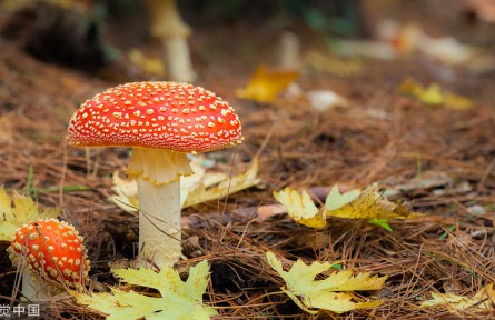 辟謠 | 關(guān)于毒蘑菇的五種錯誤說法 你信不信？