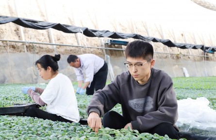 山東壽光“新農(nóng)人”種菜管棚 續(xù)寫鄉(xiāng)村振興故事