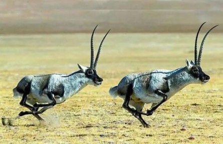 一起來認(rèn)識(shí)國家公園區(qū)域的旗艦物種